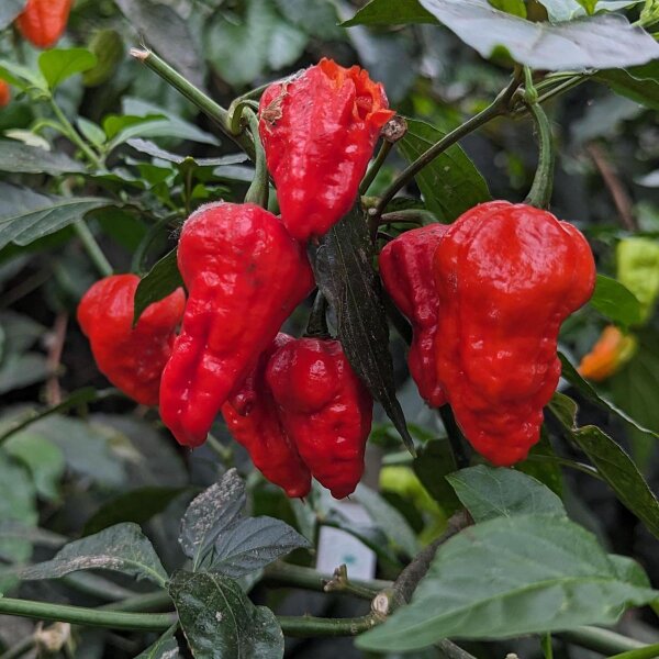 Chile Bhut Jolokia (Capsicum chinense) semillas