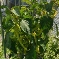 Pimiento Lombardo “Lunga Sigaretta” (Capsicum annuum) semillas