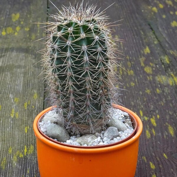 Saguaro (Carnegiea gigantea) semillas