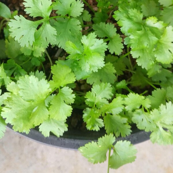 Cilantro (Coriandrum sativum) semillas