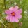 Cosmos (Cosmos bipinnatus) semillas