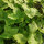Perejil japonés / Mitsuba (Cryptotaenia japonica) semillas