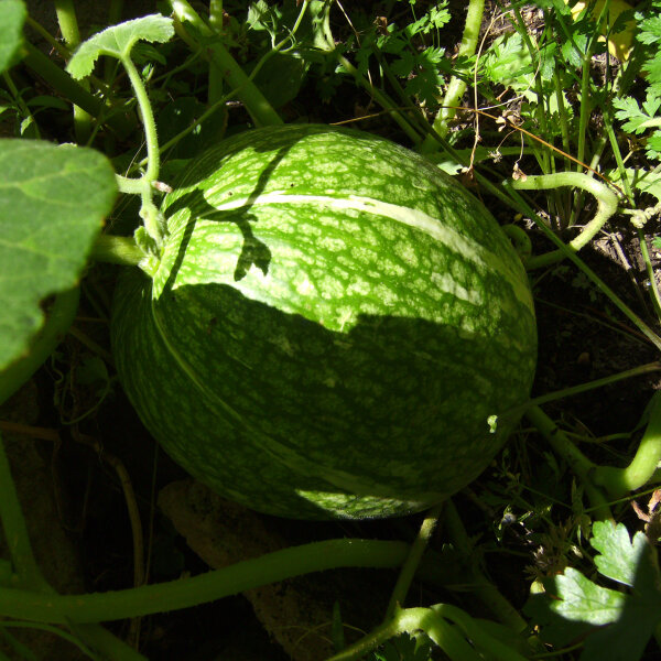 Calabaza cabello de ángel / Lacayote (Cucurbita ficifolia) semillas