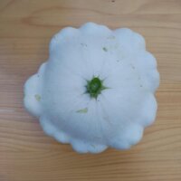 Calabaza Patisson blanca Custard White (Cucurbita pepo) semillas