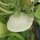 Calabaza Patisson blanca Custard White (Cucurbita pepo) semillas