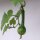 Calabaza Anquito Waltham Butternut (Cucurbita moschata) semillas