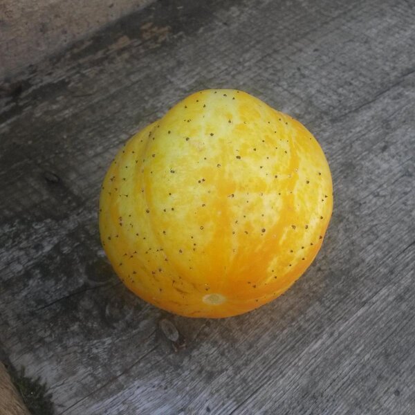 Pepino amarillo Crystal Lemon (Cucumis sativus) semillas