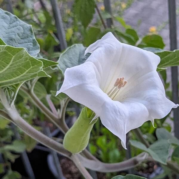 Toloache (Datura inoxia) semillas