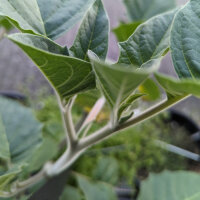 Toloache (Datura inoxia) semillas