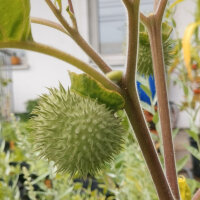 Toloache (Datura inoxia) semillas