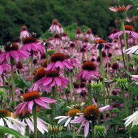 Equinácea purpúrea (Echinacea purpurea) semillas