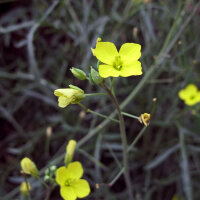 Jaramago (Diplotaxis muralis) semillas