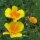 Amapola de California (Eschscholzia californica) semillas