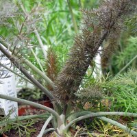 Hinojo bronce "Purpureum" (Foeniculum vulgare) semillas