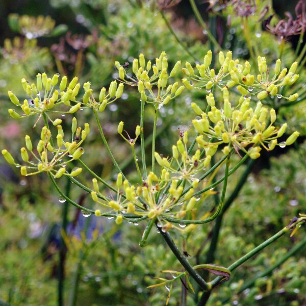 Hinojo "Dulce" (Foeniculum vulgare) semillas