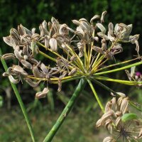 Hinojo "Dulce" (Foeniculum vulgare) semillas