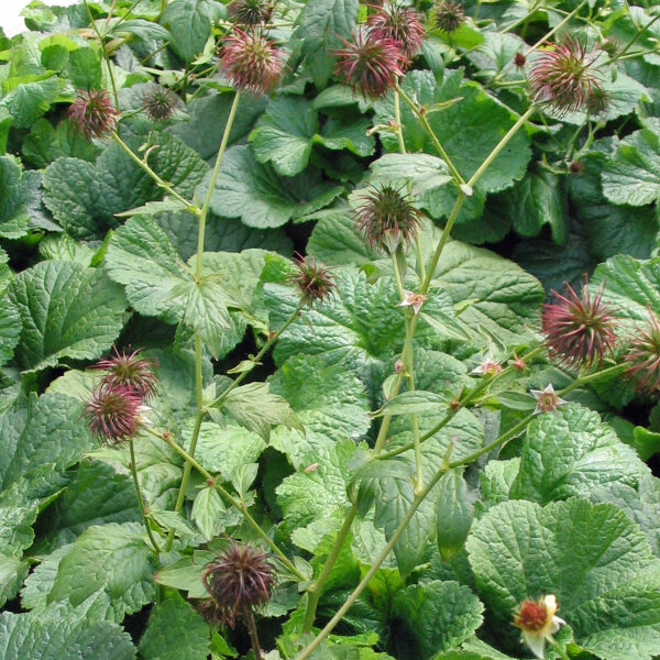 Cariofilada (Geum urbanum) semillas