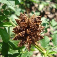 Orozuz / Regaliz (Glycyrrhiza glabra) semillas