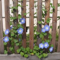 Gloria de la mañana Heavenly Blue (Ipomoea tricolor) semillas