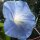 Gloria de la mañana Heavenly Blue (Ipomoea tricolor) semillas