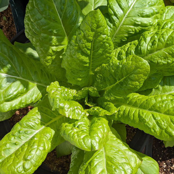 Lechuga Kasseler Strünkchen (Lactuca sativa) semillas