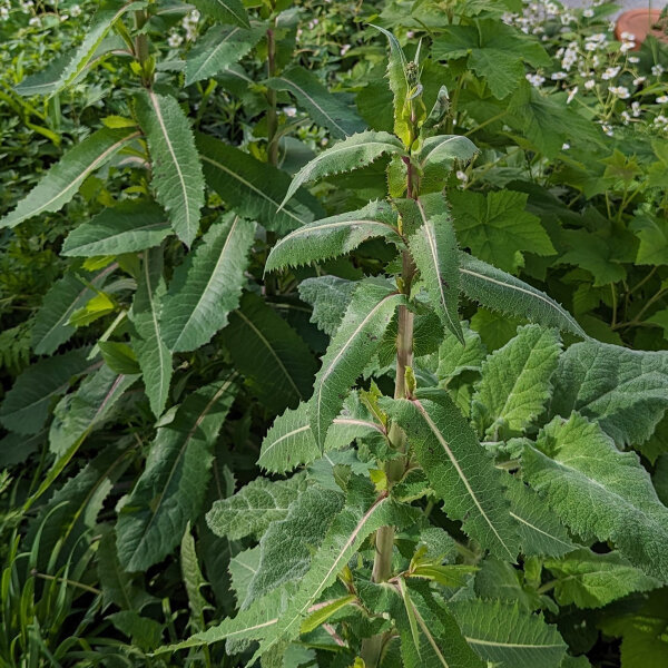 Lechuga silvestre (Lactuca virosa) semillas