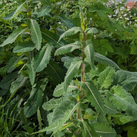 Lechuga silvestre (Lactuca virosa) semillas