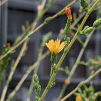 Lechuga silvestre (Lactuca virosa) semillas