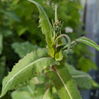 Lechuga silvestre (Lactuca virosa) semillas