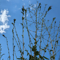 Lechuga silvestre (Lactuca virosa) semillas