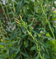 Lechuga silvestre (Lactuca virosa) semillas