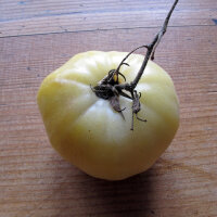 Tomate Beauté Blanche (Solanum lycopersicum) orgánico semillas