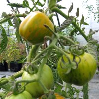 Tomate verde Green Zebra (Solanum lycopersicum) semillas