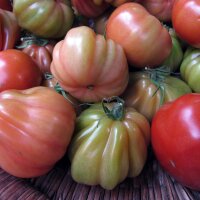 Tomate Cuore di bue (Solanum lycopersicum) semillas