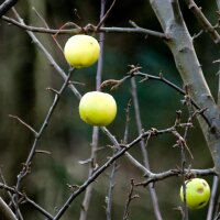 Manzano Bittenfelder Sämlin (Malus domestica) semillas