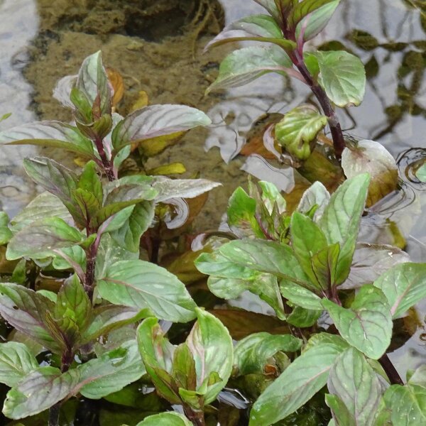 Menta acuática (Mentha aquatica) semillas