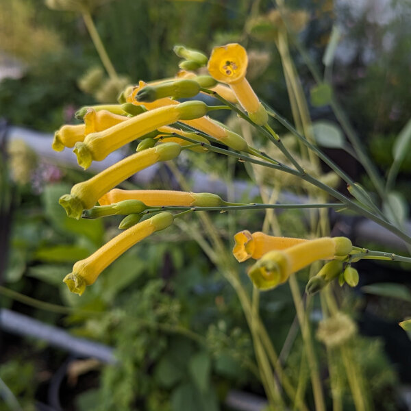 Palán palán / Gandul (Nicotiana glauca) semillas