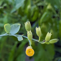 Palán palán / Gandul (Nicotiana glauca) semillas