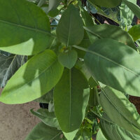 Palán palán / Gandul (Nicotiana glauca) semillas