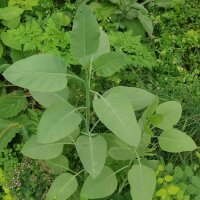 Palán palán / Gandul (Nicotiana glauca) semillas