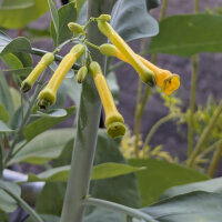 Palán palán / Gandul (Nicotiana glauca) semillas