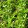 Albahaca de limón (Ocimum americanum) semillas