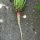 Onagra común (Oenothera biennis) semillas