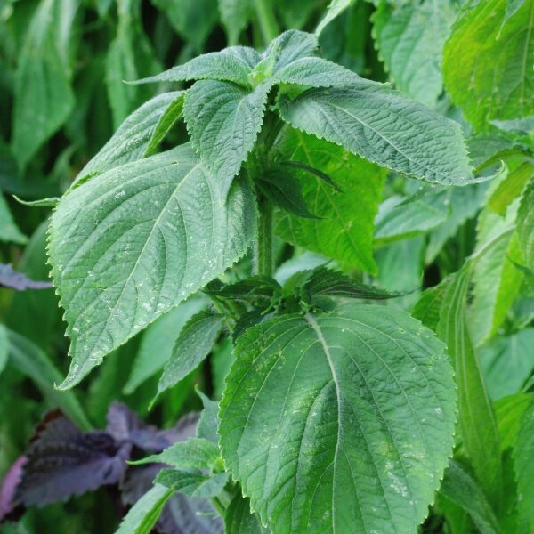 Shiso / planta bistec (Perilla frutescens) semillas