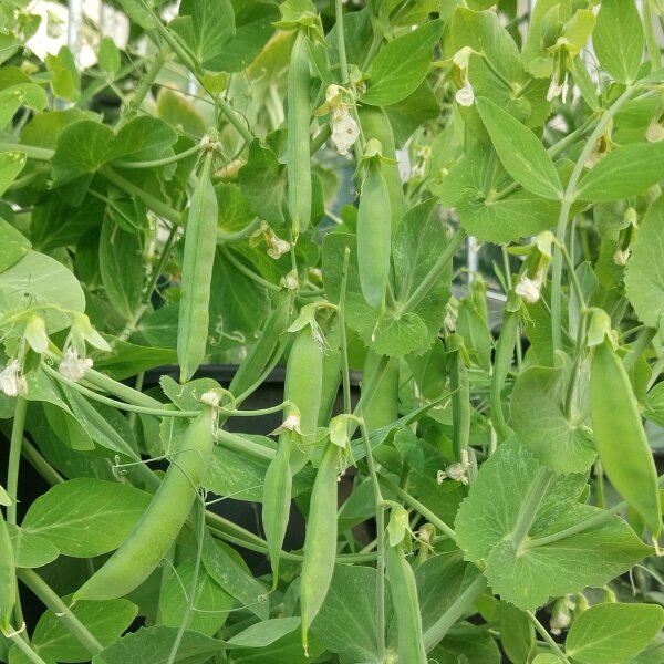 Guisante "Kleine Rheinländerin" (Pisum sativum) semillas