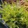 Hierba estrella / Minutina (Plantago coronopus) semillas