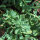Rosa polar / raíz de oro (Rhodiola rosea) semillas