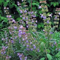 Salvia (Salvia officinalis) semillas