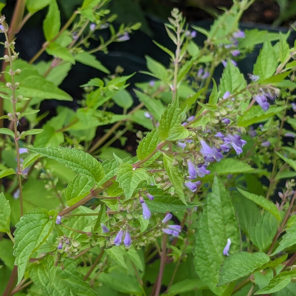 Esculetaria de Virginia (Scutellaria lateriflora) semillas