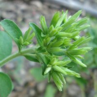 Stevia (Stevia rebaudiana) semillas